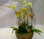 Orchid Phalaenopsis Gift Set - CODE 1113