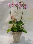 Orchid Phalaenopsis Gift Set - CODE 1115