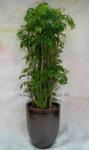 Ginseng Plant - Code 1122