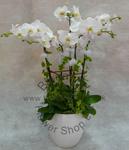 Sympathy Orchid Floral Arrangement - Code 9197