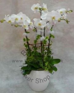 14 Sympathy Orchid Floral Arrangement