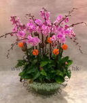 Orchid Phalaenopsis Gift Set - CODE 1112