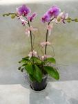 Orchid Phalaenopsis Gift Set - CODE 1116