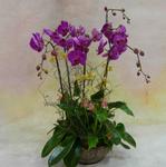 Orchid Phalaenopsis Gift Set - CODE 1117