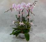Orchid Phalaenopsis Gift Set - CODE 1121